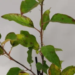 Set Van 4 Fruitbomen - 1 Appel, 1 Peer, 1 Kers, 1 Pruim - Hoogte 60cm - 9cm Pot - Mix A -Goedkope Groene Liefde Winkel 540x1200 9