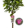 Merkloos Magnolia Susan Op Stam - Totale Hoogte 85 Cm -Goedkope Groene Liefde Winkel 591x1200