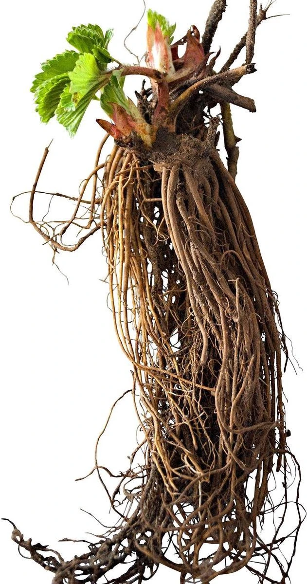 Ostara Aardbeien - 10 Aardbeienplanten - Doordragend - Langdragende Aardbeien - Garden Select 4 Ostara Aardbeien - 10 Aardbeienplanten - Doordragend - Langdragende Aardbeien - Garden Select - Afbeelding 2