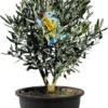 Tropictrees - Olijfboom - Olea Europea - Olijfstruik - Winterhard - Pot ⌀ 20cm - Hoogte 70-80cm -Goedkope Groene Liefde Winkel 653x1200 1