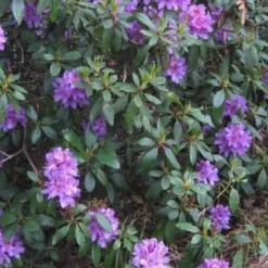 Rhododendron 'Gristede' 20-30 Cm In Pot -Goedkope Groene Liefde Winkel 654x1200