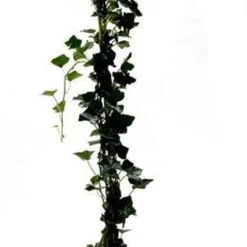 Hedera ´Hibernica´ 10 Stuks