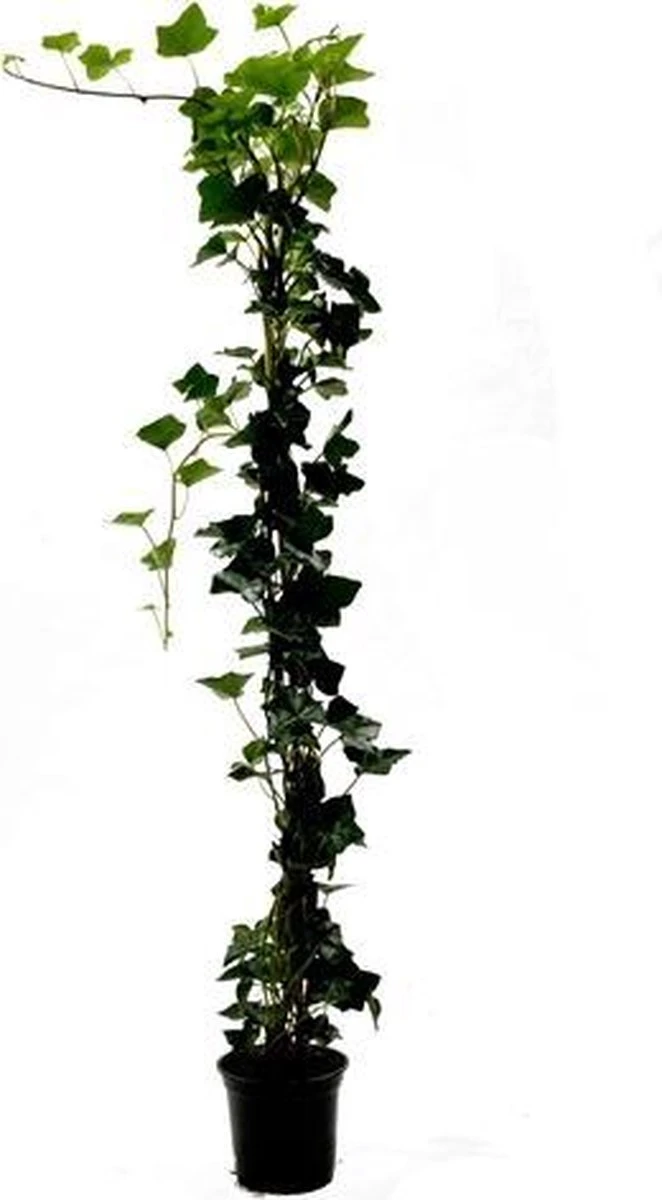 Hedera ´Hibernica´ 10 Stuks 3 Hedera ´Hibernica´ 10 Stuks