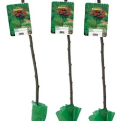 Stamrozen ROOD XXL X 3 - Winterharde Roos - Buitenplant - 120-140 Cm 6 Stamrozen ROOD XXL X 3 - Winterharde Roos - Buitenplant - 120-140 Cm -Goedkope Groene Liefde Winkel 672x1200