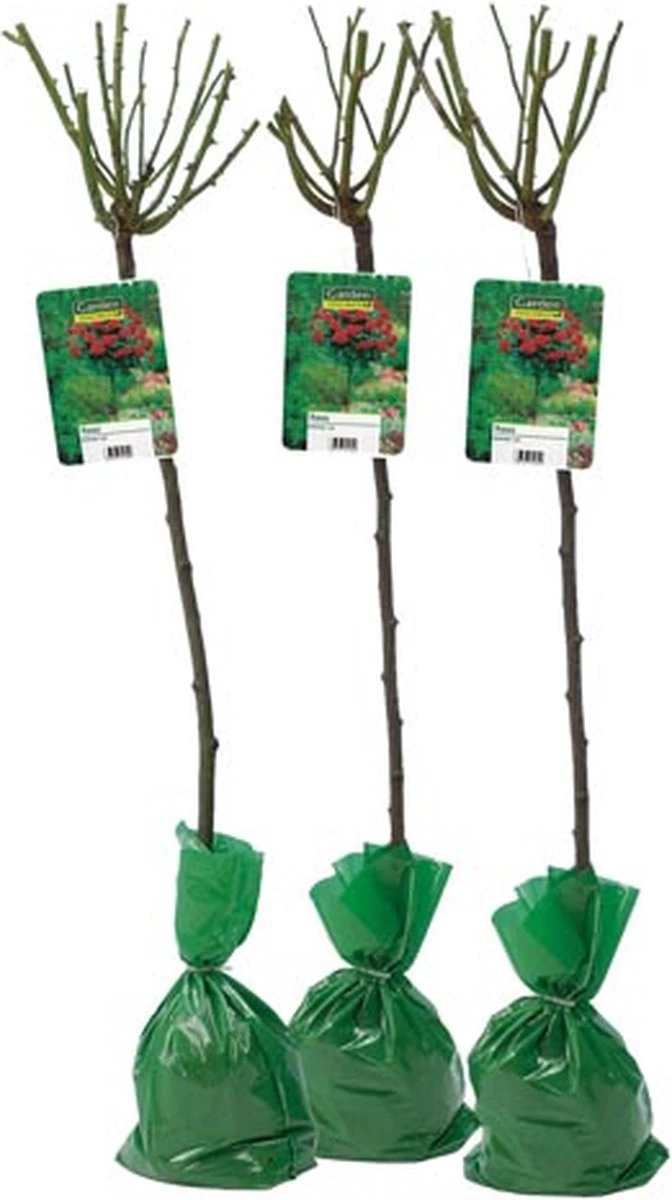 Stamrozen ROOD XXL X 3 - Winterharde Roos - Buitenplant - 120-140 Cm 4 Stamrozen ROOD XXL X 3 - Winterharde Roos - Buitenplant - 120-140 Cm - Afbeelding 2