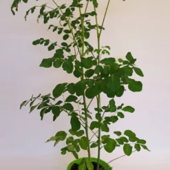 Moringa Oleifera Zaden - Zelf Moringa Oleifera Kweken - Moringa's Finest -Goedkope Groene Liefde Winkel 674x1200