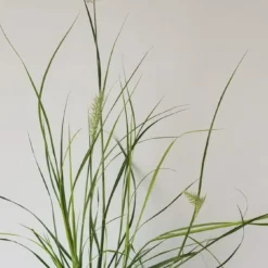 6x Pennisetum Hameln Lampenpoetsersgras In 9x9cm Pot -Goedkope Groene Liefde Winkel 675x1200 1