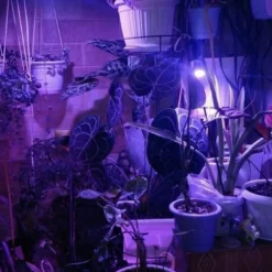 LED Groeilamp 60 Leds - Groei & Bloeilamp - Kweeklamp - Growlight - Growled 9 LED Groeilamp 60 Leds - Groei & Bloeilamp - Kweeklamp - Growlight - Growled -Goedkope Groene Liefde Winkel 682x1200