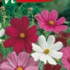 Cosmea Early Summer Een Zomer Vol Bloemen. 2 Cosmea Early Summer Een Zomer Vol Bloemen. -Goedkope Groene Liefde Winkel 686x1200