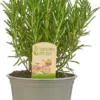 Mix Van 6 Italiaanse Kruidenplanten / The Herbs Family -Goedkope Groene Liefde Winkel 693x1200