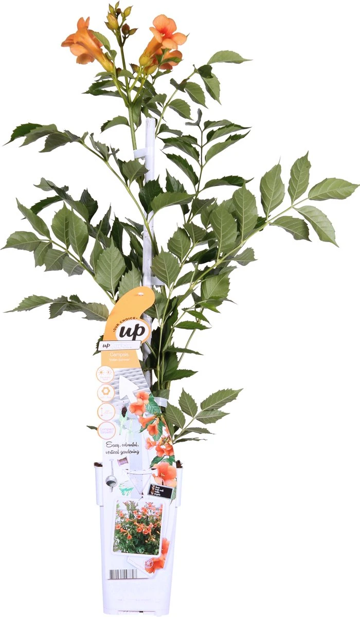 Campsis 'Indian Summer' - ↨65cm - Ø15 4 Campsis 'Indian Summer' - ↨65cm - Ø15 - Afbeelding 2