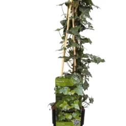 6 X Hedera Helix -Klimop 60-80cm In Pot