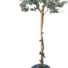 Eucalyptus Op Stam - 80cm - Ø17 -Goedkope Groene Liefde Winkel 710x1200 7