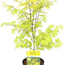 Acer Palmatum 'Anne Irene' - Japanse Esdoorn - Hoogte 40/50 Cm - 19cm Ø Pot - Bladkleur: Goud Geel