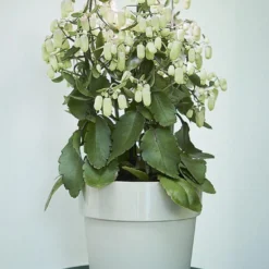 Elho Leaf Light Care 7 - Accessoires Voor Binnenkweken En Oogsten - Ø 7.8 X H 31.8 Cm - Zwart/Living Black 13 Elho Leaf Light Care 7 - Accessoires Voor Binnenkweken En Oogsten - Ø 7.8 X H 31.8 Cm - Zwart/Living Black -Goedkope Groene Liefde Winkel 713x1200 2