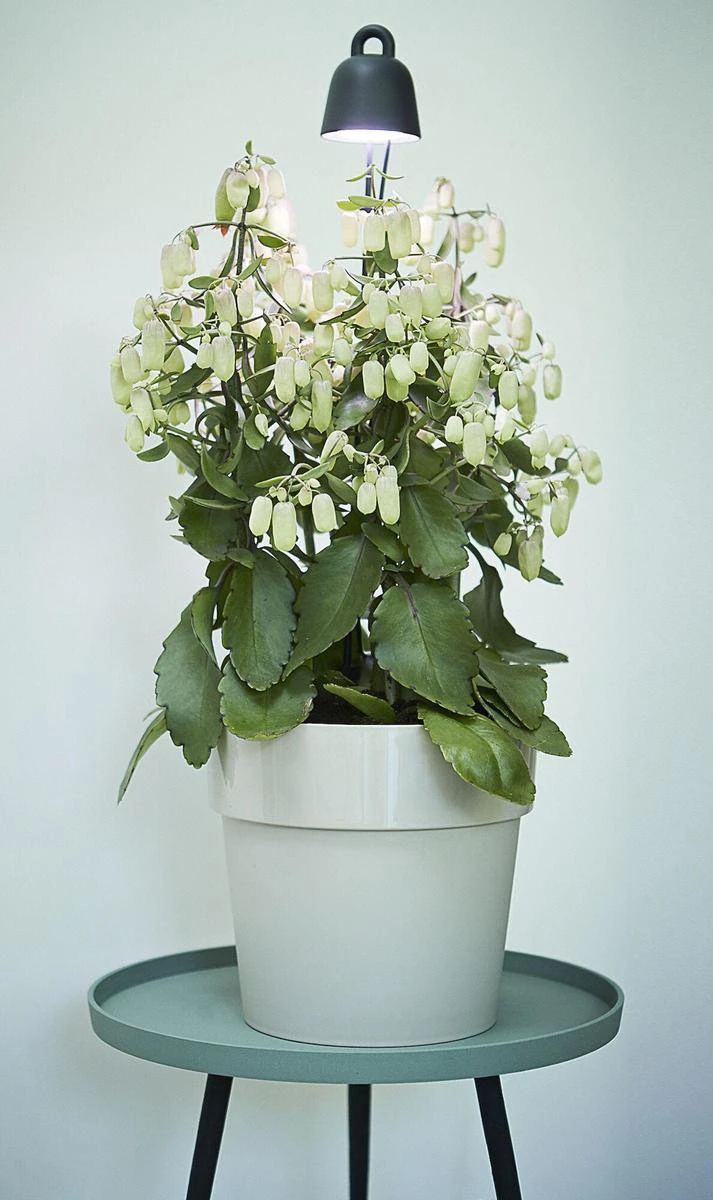 Elho Leaf Light Care 7 - Accessoires Voor Binnenkweken En Oogsten - Ø 7.8 X H 31.8 Cm - Zwart/Living Black 7 Elho Leaf Light Care 7 - Accessoires Voor Binnenkweken En Oogsten - Ø 7.8 X H 31.8 Cm - Zwart/Living Black - Afbeelding 5