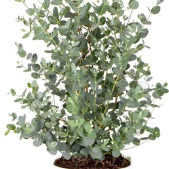 Eucalyptus Gunnii - Gomboom - Heester - Groenblijvend - ⌀17 Cm - 40-50 Cm -Goedkope Groene Liefde Winkel 716x1200
