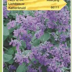 Oranjebandzaden - Nepeta, Kattenkruid