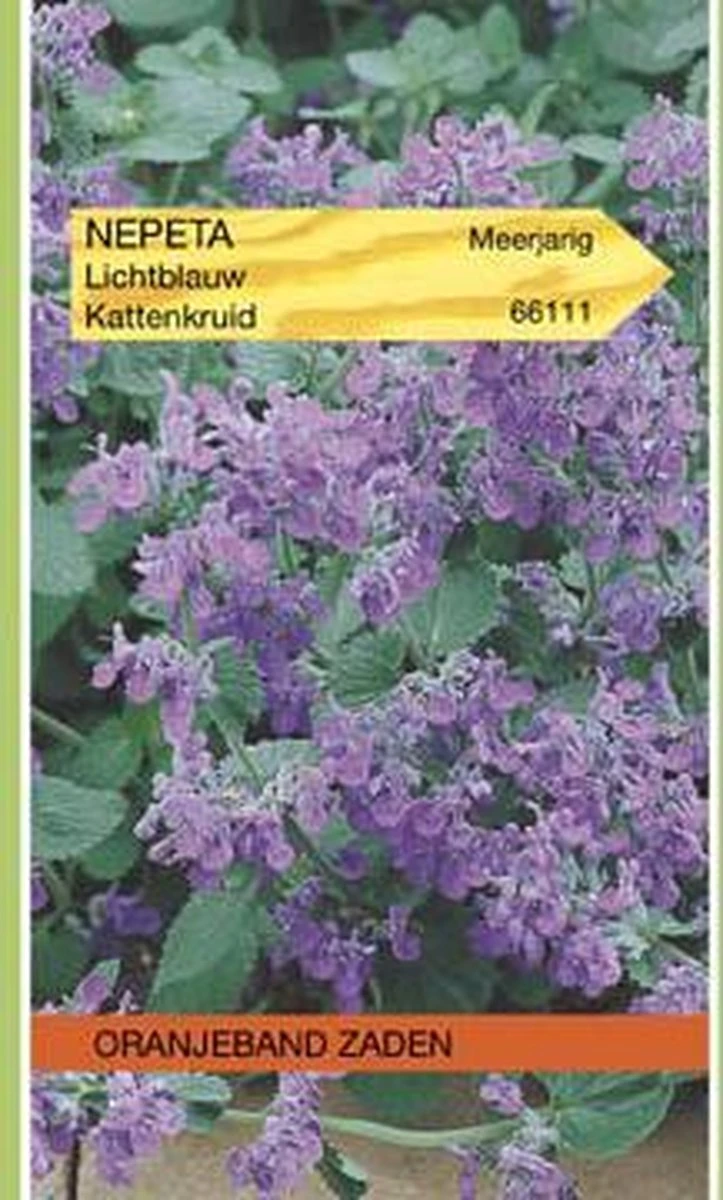 Oranjebandzaden - Nepeta, Kattenkruid 3 Oranjebandzaden - Nepeta, Kattenkruid