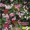 Sluis Garden - Hanggeranium Summertime F1 (Pelargonium) -Goedkope Groene Liefde Winkel 781x1200 1