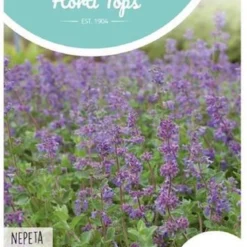 Hortitops - Kattekruid Bloemzaad - Nepeta Mussinii
