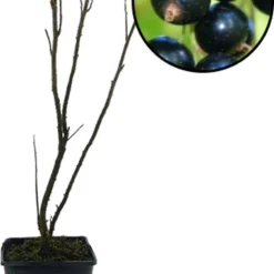 Voedselbos Pakket - 20 Fruitplanten - Op 25m2 Wildplukken! - Permacultuur - Moestuin - Voordeelpakket -Goedkope Groene Liefde Winkel 786x1200 2