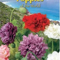 Buzzy® Poppies Of The World - Papaver Pioenbloemig -Goedkope Groene Liefde Winkel 786x1200