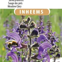 Sluis Garden - Inheemse Bloemenzaden - Veldsalie - Salvia Pratensis - Geproduceerd In Nederland