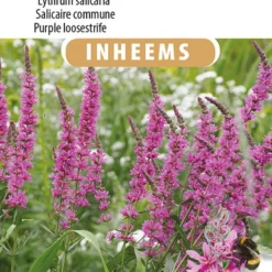 Sluis Garden - Inheemse Bloemenzaden - Grote Kattenstaart - Geproduceerd In Nederland