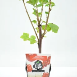 Mini Fruitplanten Mix - Set Van 6 Verschillende Soorten Fruit - Hoogte 30-40 Cm -Goedkope Groene Liefde Winkel 796x1200 5