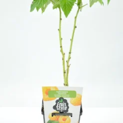 Mini Fruitplanten Mix - Set Van 6 Verschillende Soorten Fruit - Hoogte 30-40 Cm -Goedkope Groene Liefde Winkel 796x1200 7
