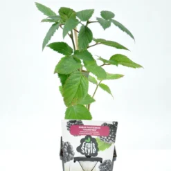 Mini Fruitplanten Mix - Set Van 6 Verschillende Soorten Fruit - Hoogte 30-40 Cm -Goedkope Groene Liefde Winkel 796x1200 8