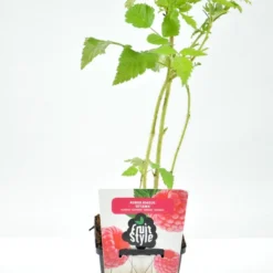 Mini Fruitplanten Mix - Set Van 6 Verschillende Soorten Fruit - Hoogte 30-40 Cm -Goedkope Groene Liefde Winkel 796x1200 9