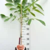 Walnotenboom- Fruitboom- 120 Cm Hoog- Potgekweekt- Professioneel Telersras -Goedkope Groene Liefde Winkel 797x1200 4