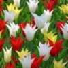 25 Tulpenbollen Chic Mix - Bloembollen Mix - Tulpen Mix - Bollen - Bulbs - Tulip - Flowerbulbs - Flowers - Tuin Tulpen - Bloemen -Goedkope Groene Liefde Winkel 799x1200 6