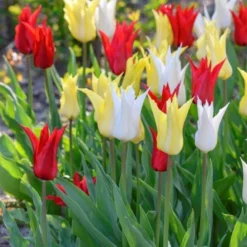 25 Tulpenbollen Chic Mix - Bloembollen Mix - Tulpen Mix - Bollen - Bulbs - Tulip - Flowerbulbs - Flowers - Tuin Tulpen - Bloemen 9 25 Tulpenbollen Chic Mix - Bloembollen Mix - Tulpen Mix - Bollen - Bulbs - Tulip - Flowerbulbs - Flowers - Tuin Tulpen - Bloemen -Goedkope Groene Liefde Winkel 799x1200 7