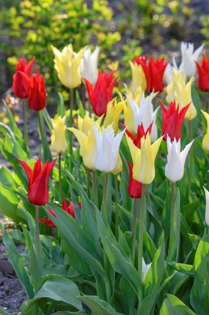 25 Tulpenbollen Chic Mix - Bloembollen Mix - Tulpen Mix - Bollen - Bulbs - Tulip - Flowerbulbs - Flowers - Tuin Tulpen - Bloemen 5 25 Tulpenbollen Chic Mix - Bloembollen Mix - Tulpen Mix - Bollen - Bulbs - Tulip - Flowerbulbs - Flowers - Tuin Tulpen - Bloemen - Afbeelding 3