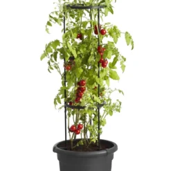 Elho Green Basics Tomaten Pot 33 - Bloempot Voor Buitenkweken En Oogsten - Ø 33.5 X H 26.0 Cm - Zwart/Living Black 20 Elho Green Basics Tomaten Pot 33 - Bloempot Voor Buitenkweken En Oogsten - Ø 33.5 X H 26.0 Cm - Zwart/Living Black -Goedkope Groene Liefde Winkel 800x1200 11
