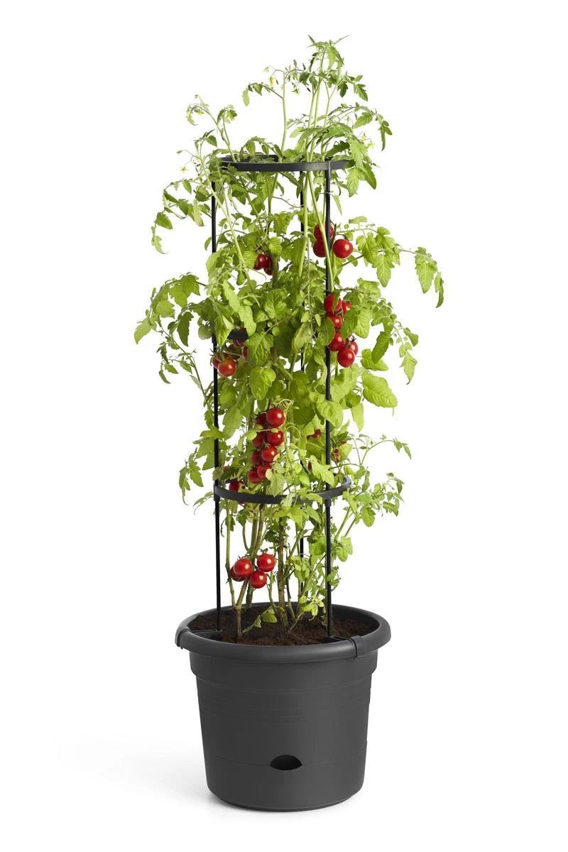 Elho Green Basics Tomaten Pot 33 - Bloempot Voor Buitenkweken En Oogsten - Ø 33.5 X H 26.0 Cm - Zwart/Living Black 8 Elho Green Basics Tomaten Pot 33 - Bloempot Voor Buitenkweken En Oogsten - Ø 33.5 X H 26.0 Cm - Zwart/Living Black - Afbeelding 6