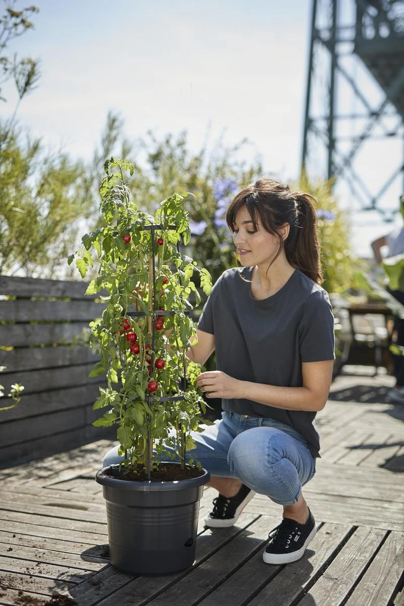 Elho Green Basics Tomaten Pot 33 - Bloempot Voor Buitenkweken En Oogsten - Ø 33.5 X H 26.0 Cm - Zwart/Living Black 9 Elho Green Basics Tomaten Pot 33 - Bloempot Voor Buitenkweken En Oogsten - Ø 33.5 X H 26.0 Cm - Zwart/Living Black - Afbeelding 7