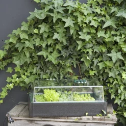 Propagator 64/50 Verwarmde Kweekbak Met Dimmer En Thermometer -Goedkope Groene Liefde Winkel 800x1200 16