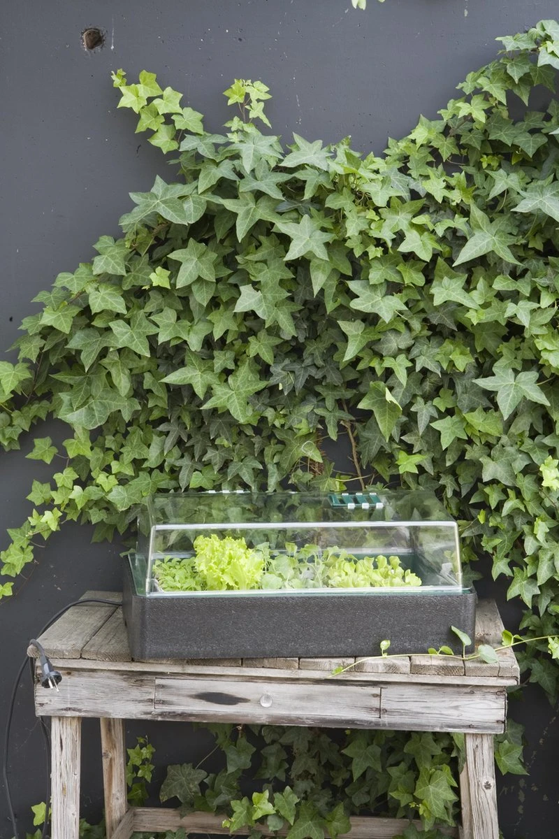 HGA Propagator 64/50 - Verwarmde Kweekbak Met Thermotimer En Thermometer 5 HGA Propagator 64/50 - Verwarmde Kweekbak Met Thermotimer En Thermometer - Afbeelding 3