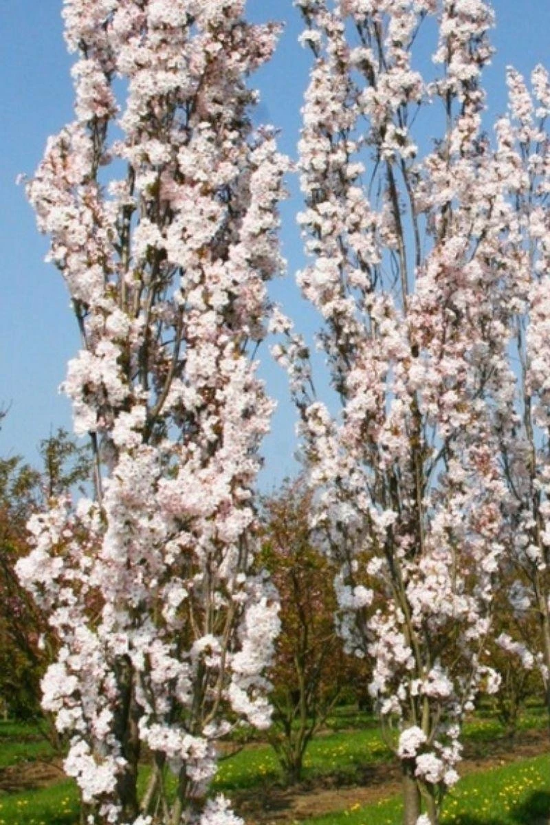 Jonge Zuilvormige Japanse Sierkers Boom | Prunus Serrulata 'Amanogawa' | 100-150cm Hoogte 3 Jonge Zuilvormige Japanse Sierkers Boom | Prunus Serrulata 'Amanogawa' | 100-150cm Hoogte