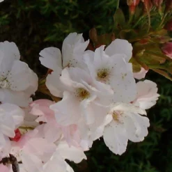 Jonge Zuilvormige Japanse Sierkers Boom | Prunus Serrulata 'Amanogawa' | 100-150cm Hoogte 5 Jonge Zuilvormige Japanse Sierkers Boom | Prunus Serrulata 'Amanogawa' | 100-150cm Hoogte -Goedkope Groene Liefde Winkel 800x1200 24