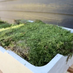 Merkloos 4 Lagen Vers Mos (Platmos) - Leuk Voor Decoratie - In Kist (40x30cm) 11 Merkloos 4 Lagen Vers Mos (Platmos) - Leuk Voor Decoratie - In Kist (40x30cm) -Goedkope Groene Liefde Winkel 800x1200 26