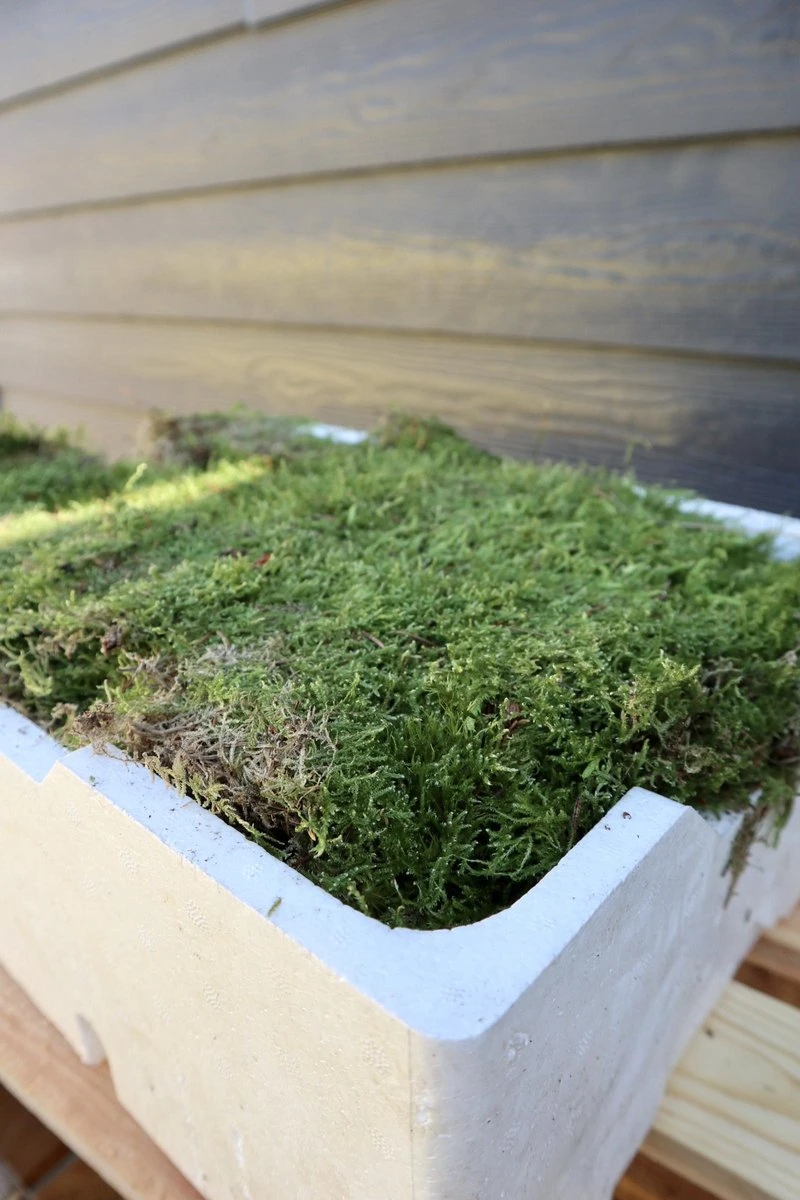 Merkloos 4 Lagen Vers Mos (Platmos) - Leuk Voor Decoratie - In Kist (40x30cm) 5 Merkloos 4 Lagen Vers Mos (Platmos) - Leuk Voor Decoratie - In Kist (40x30cm) - Afbeelding 3