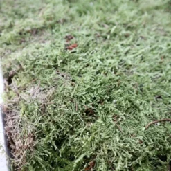 Merkloos 4 Lagen Vers Mos (Platmos) - Leuk Voor Decoratie - In Kist (40x30cm) 12 Merkloos 4 Lagen Vers Mos (Platmos) - Leuk Voor Decoratie - In Kist (40x30cm) -Goedkope Groene Liefde Winkel 800x1200 27