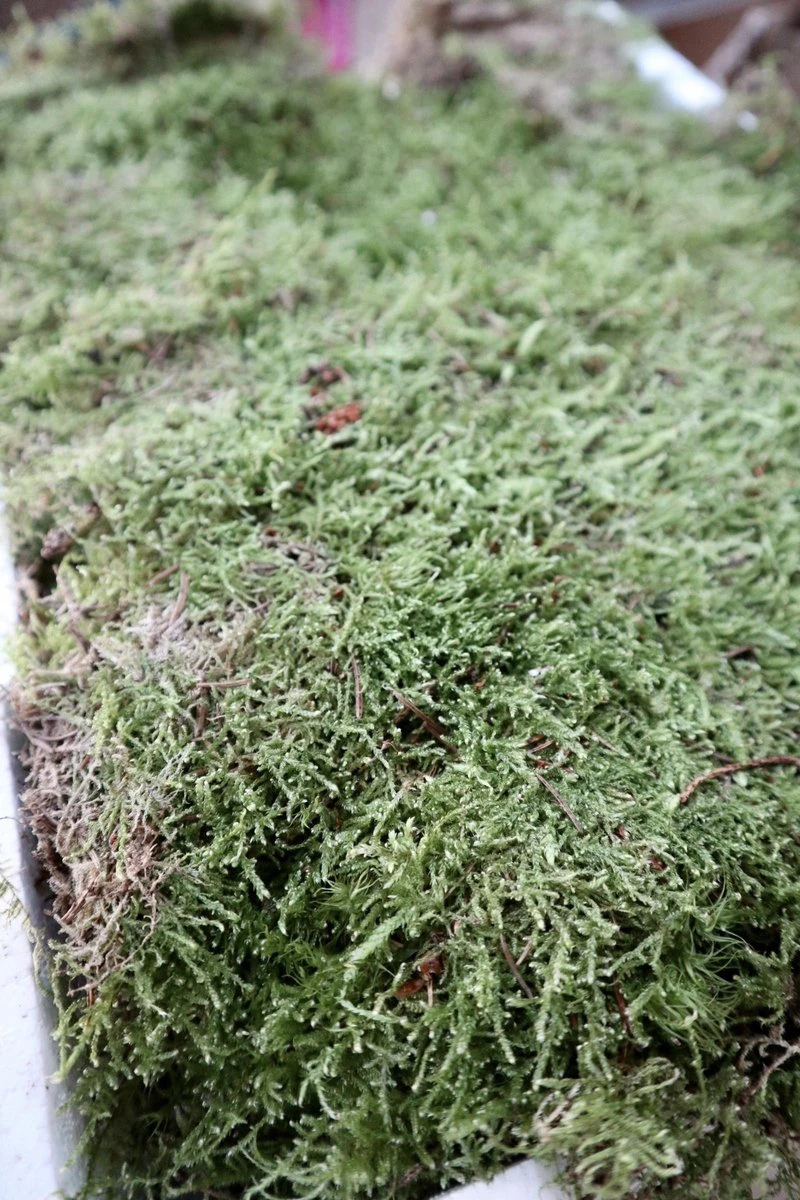 Merkloos 4 Lagen Vers Mos (Platmos) - Leuk Voor Decoratie - In Kist (40x30cm) 6 Merkloos 4 Lagen Vers Mos (Platmos) - Leuk Voor Decoratie - In Kist (40x30cm) - Afbeelding 4