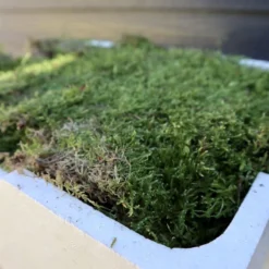 Merkloos 4 Lagen Vers Mos (Platmos) - Leuk Voor Decoratie - In Kist (40x30cm) 13 Merkloos 4 Lagen Vers Mos (Platmos) - Leuk Voor Decoratie - In Kist (40x30cm) -Goedkope Groene Liefde Winkel 800x1200 28