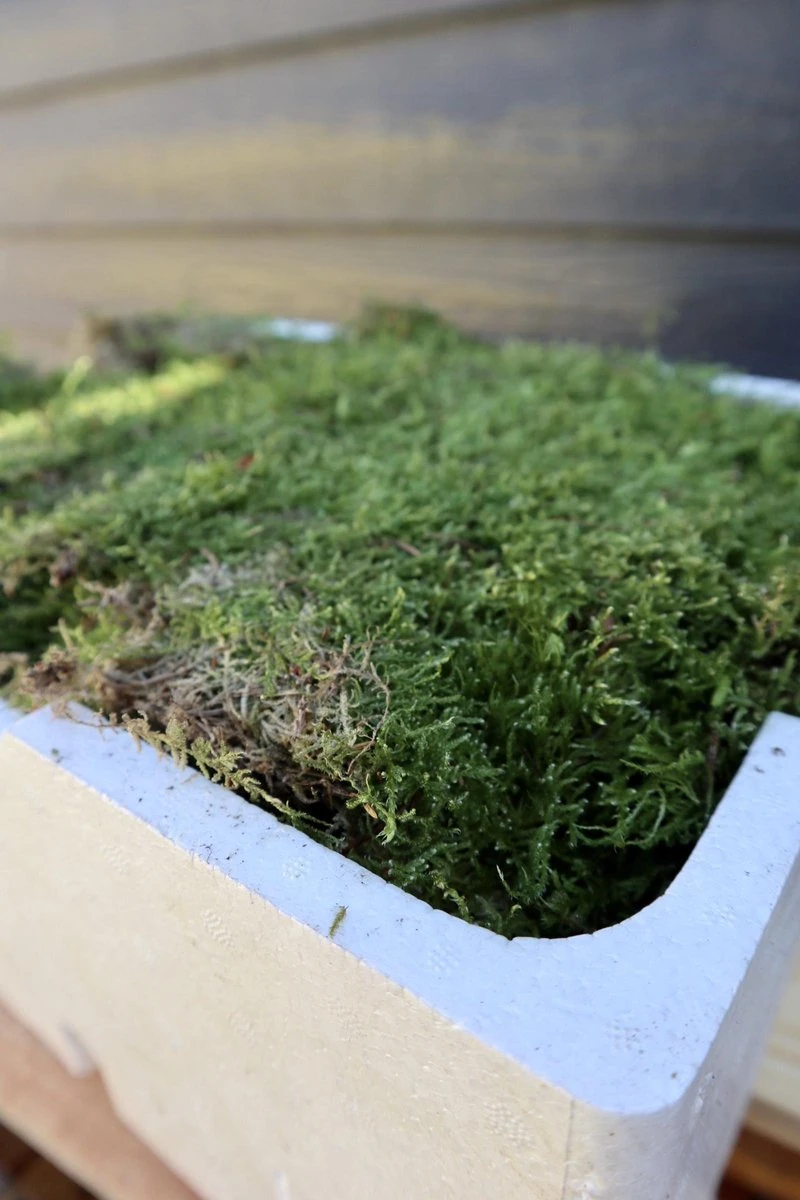 Merkloos 4 Lagen Vers Mos (Platmos) - Leuk Voor Decoratie - In Kist (40x30cm) 7 Merkloos 4 Lagen Vers Mos (Platmos) - Leuk Voor Decoratie - In Kist (40x30cm) - Afbeelding 5